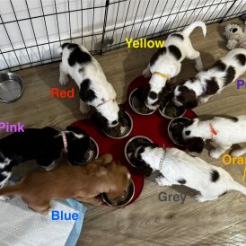 Cocker Spaniel (Show)