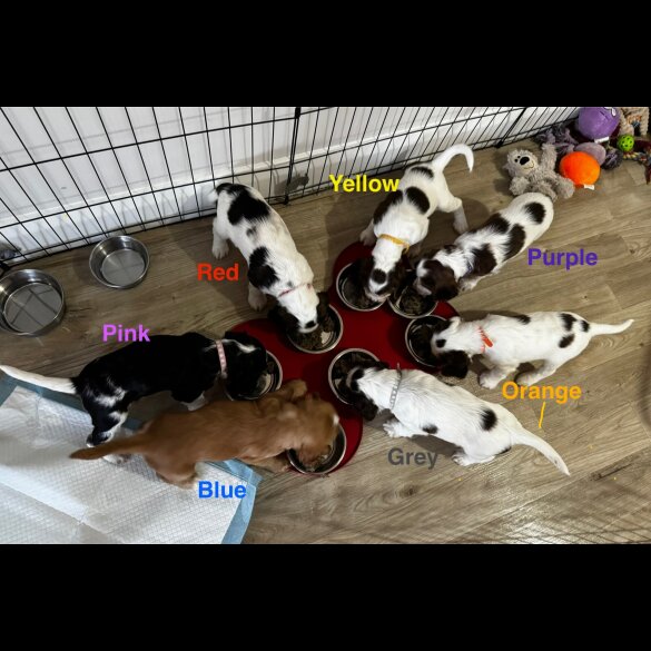 Cocker Spaniel (Show)