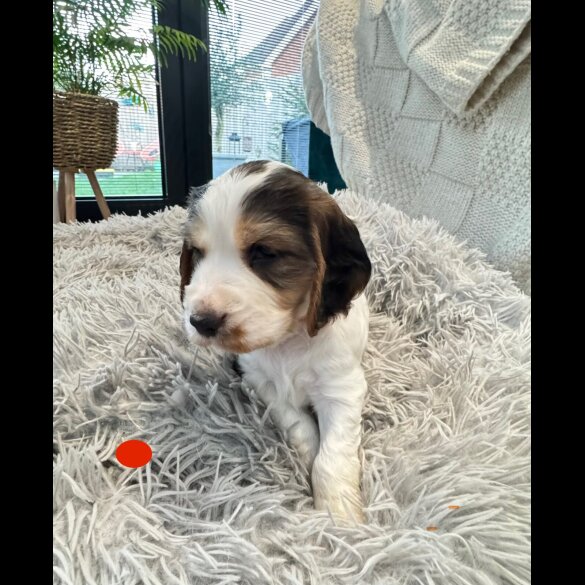 Cocker Spaniel (Show)