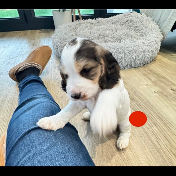 Cocker Spaniel (Show)