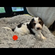 Cocker Spaniel (Show)