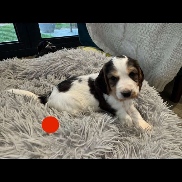 Cocker Spaniel (Show)