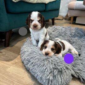 Cocker Spaniel (Show)