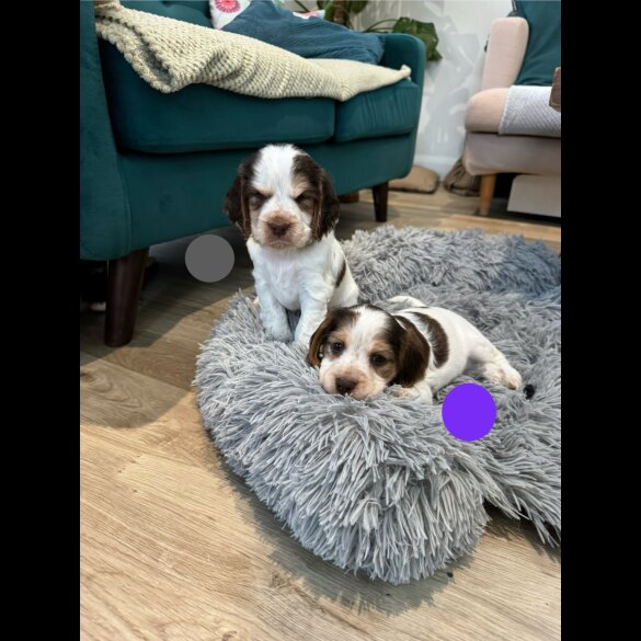 Cocker Spaniel (Show)