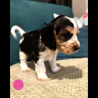 Cocker Spaniel (Show)
