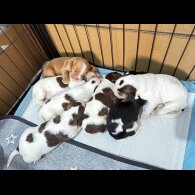 Cocker Spaniel (Show)