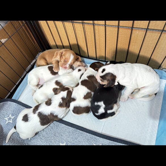 Cocker Spaniel (Show)