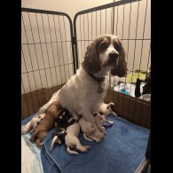 Cocker Spaniel (Show)