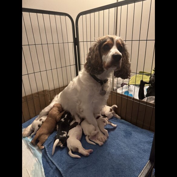 Cocker Spaniel (Show)