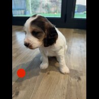 Cocker Spaniel (Show)