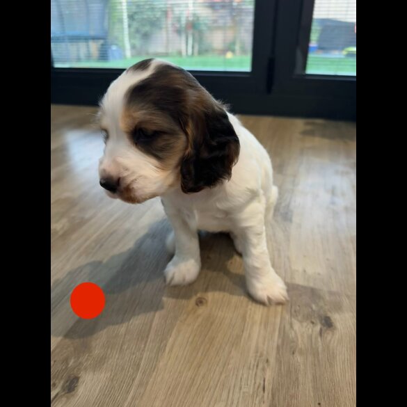 Cocker Spaniel (Show)