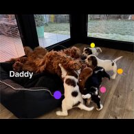 Cocker Spaniel (Show)