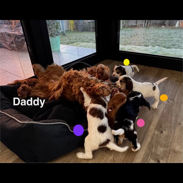 Cocker Spaniel (Show)