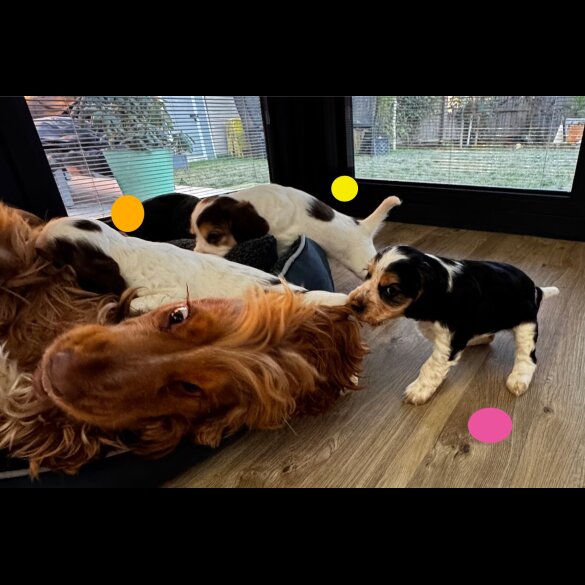 Cocker Spaniel (Show)