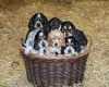 Cocker Spaniel (Show)