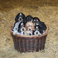 Cocker Spaniel (Show)