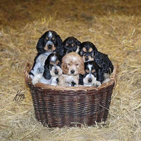 Cocker Spaniel (Show)