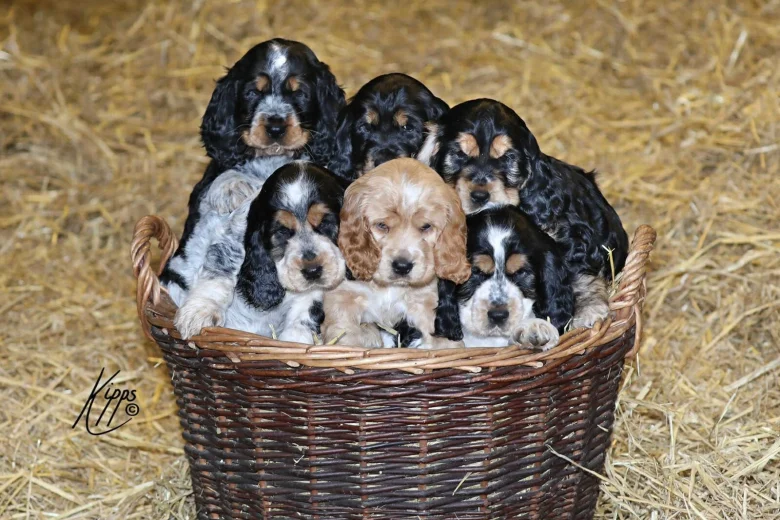 Cocker Spaniel (Show)
