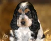 Cocker Spaniel (Show)