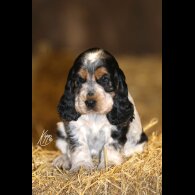 Cocker Spaniel (Show)