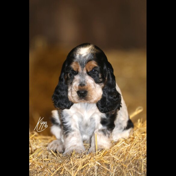 Cocker Spaniel (Show)