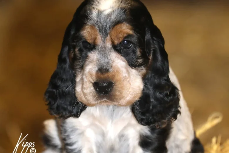 Cocker Spaniel (Show)