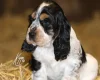 Cocker Spaniel (Show)