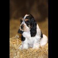 Cocker Spaniel (Show)