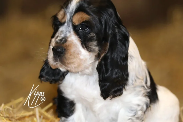 Cocker Spaniel (Show)