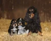 Cocker Spaniel (Show)