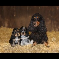 Cocker Spaniel (Show)