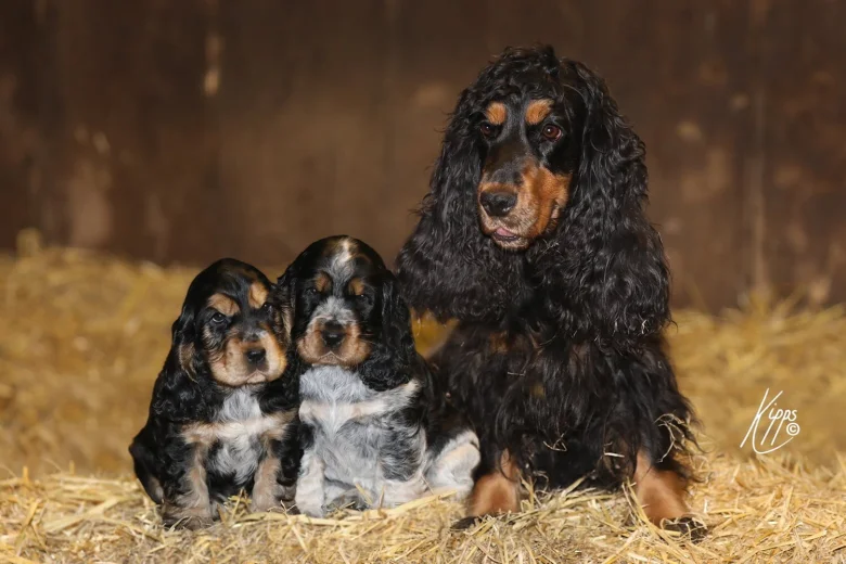 Cocker Spaniel (Show)