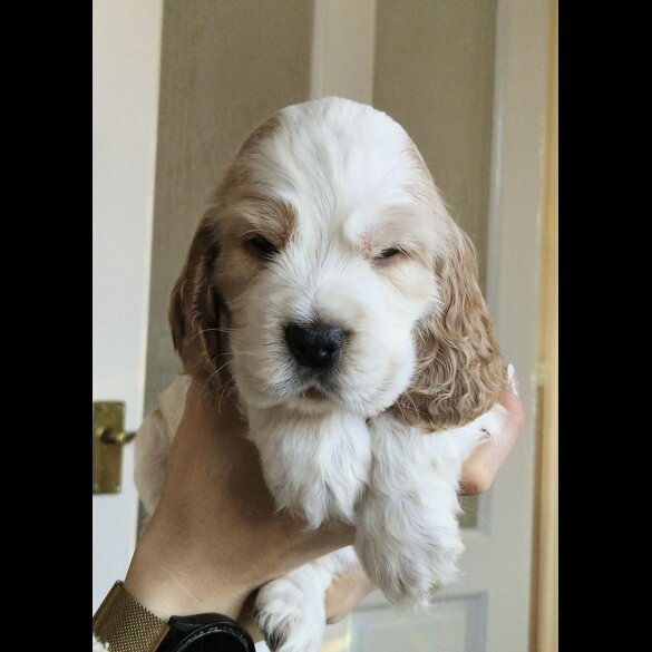 Cocker Spaniel (Show)