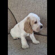 Cocker Spaniel (Show)