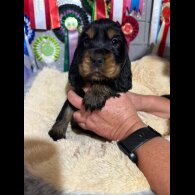 Cocker Spaniel (Show)