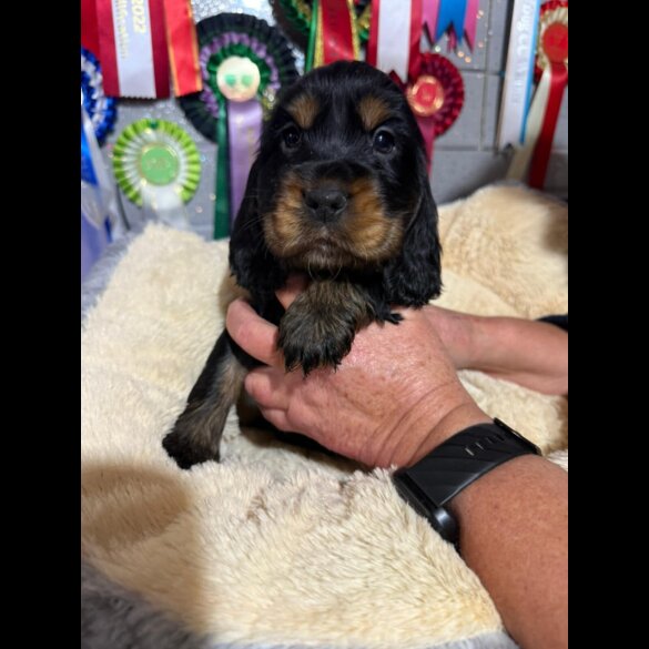 Cocker Spaniel (Show)