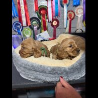 Cocker Spaniel (Show)