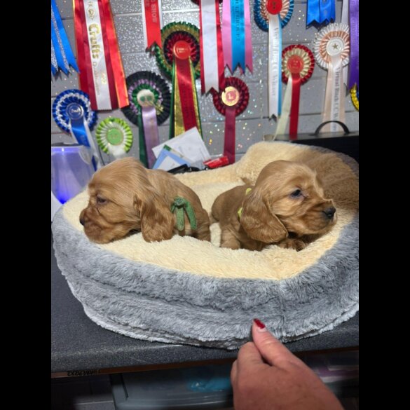 Cocker Spaniel (Show)