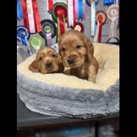 Cocker Spaniel (Show)