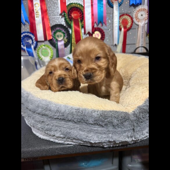 Cocker Spaniel (Show)
