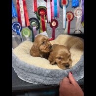 Cocker Spaniel (Show)