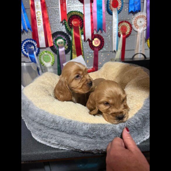 Cocker Spaniel (Show)
