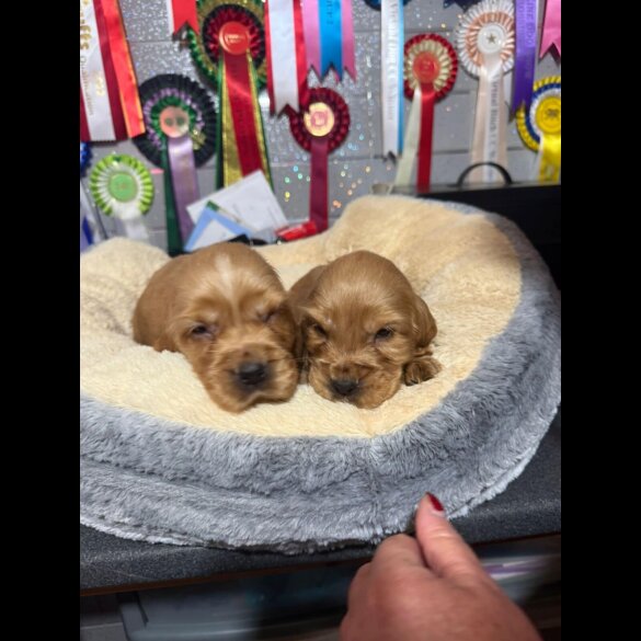 Cocker Spaniel (Show)