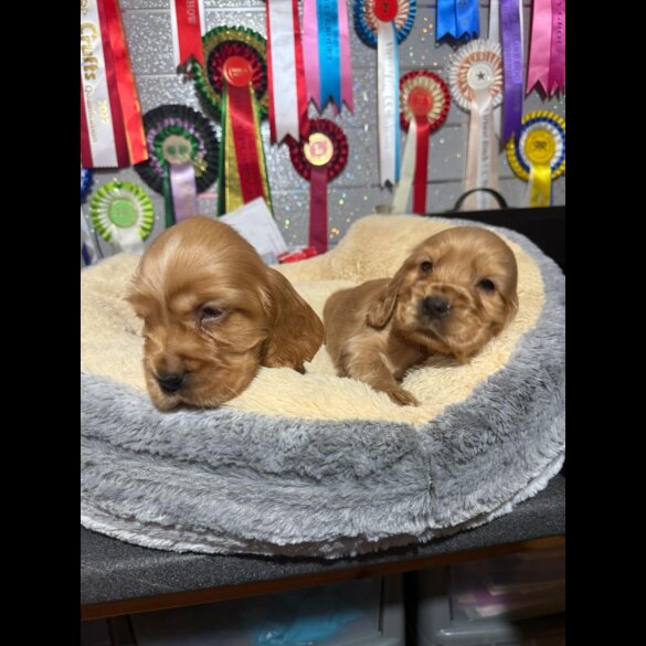 Cocker Spaniel (Show)