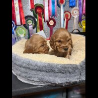 Cocker Spaniel (Show)
