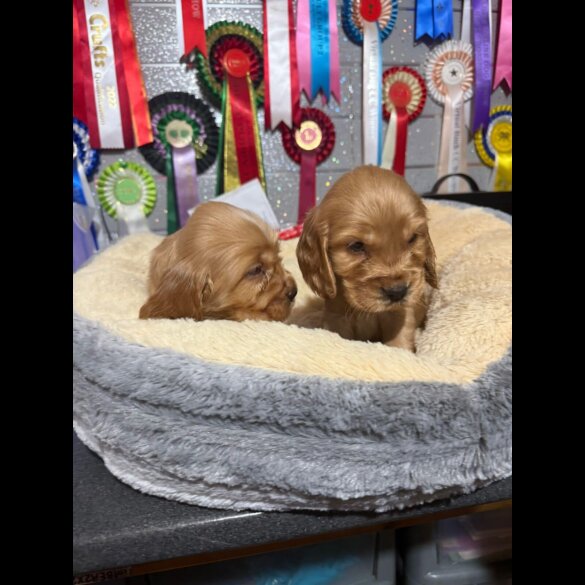 Cocker Spaniel (Show)
