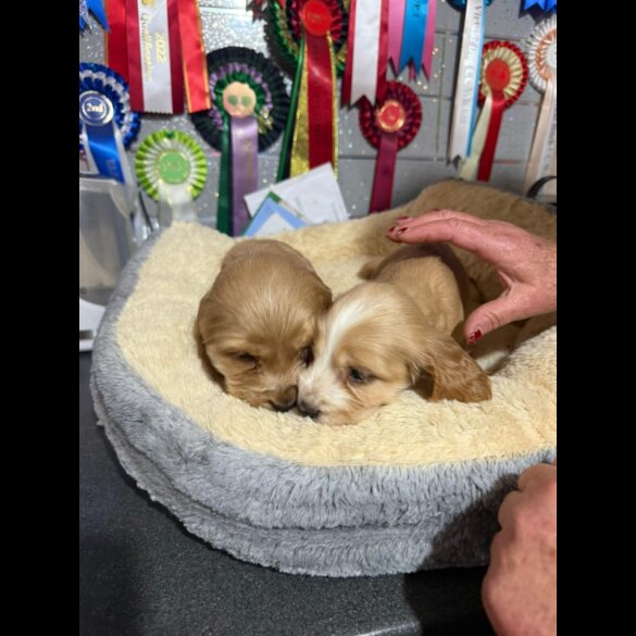 Cocker Spaniel (Show)
