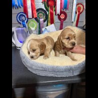 Cocker Spaniel (Show)