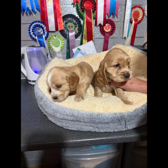 Cocker Spaniel (Show)