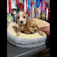 Cocker Spaniel (Show)